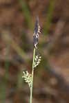 Barratt's sedge